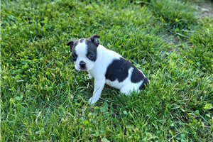 Melvin - Boston Terrier for sale