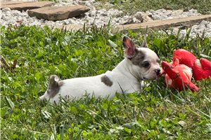 Star - Boston Terrier for sale