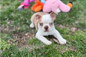 Stanley - Boston Terrier for sale