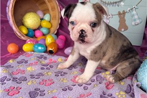 Delilah - Boston Terrier for sale