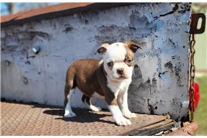 Flo - Boston Terrier for sale