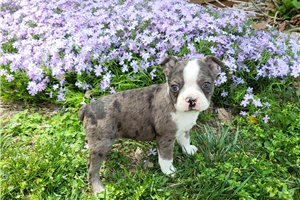 Ned - Boston Terrier for sale