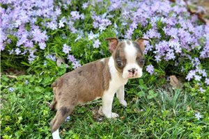 Julia - Boston Terrier for sale