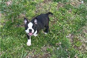 Knox - Boston Terrier for sale