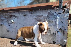 Flora - Boston Terrier for sale