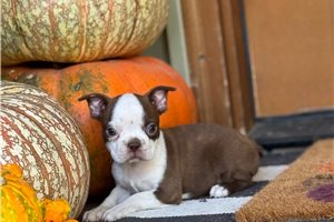 Selena - Boston Terrier for sale