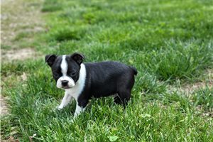 James - Boston Terrier for sale