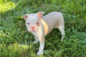 Janet - Boston Terrier for sale