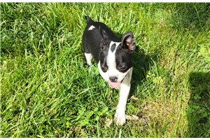 Jade - Boston Terrier for sale