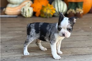 Sylas - Boston Terrier for sale