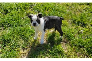 Forge - Boston Terrier for sale