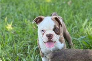 Jagger - Boston Terrier for sale