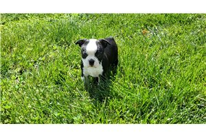 Josephine - Boston Terrier for sale