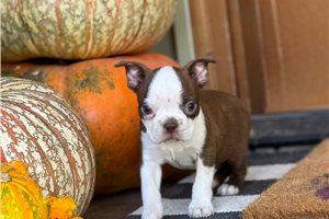 Selena - puppy for sale