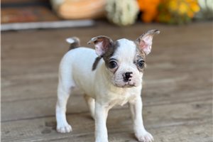 Star - Boston Terrier for sale