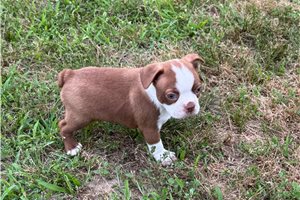 Paladin - Boston Terrier for sale