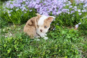 Mateo - Boston Terrier for sale