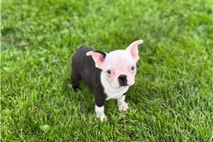 Daniel - Boston Terrier for sale