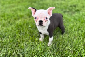 Daniel - Boston Terrier for sale
