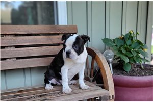 Forge - puppy for sale