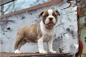 Flynn - Boston Terrier for sale