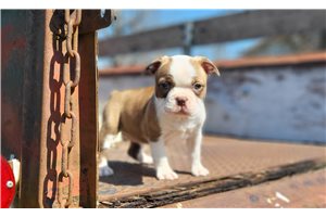 Fiona - Boston Terrier for sale