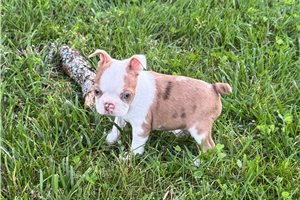 Parley - puppy for sale