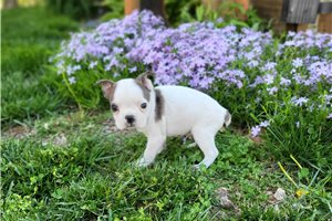 Michael - Boston Terrier for sale