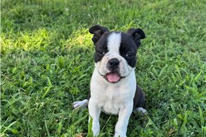 Reese - Boston Terrier for sale