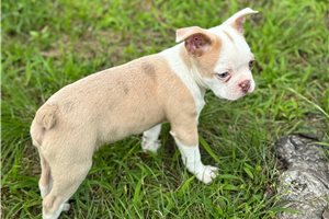 Janet - Boston Terrier for sale