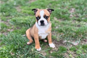 Kevin - puppy for sale