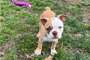 Kennedy - puppy for sale