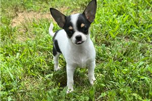 Taco - Chihuahua for sale