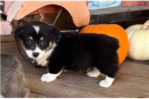 Drew - Corgi, American for sale