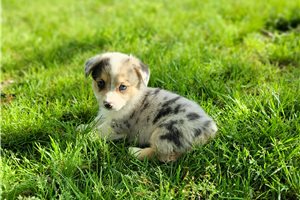 Ranita - puppy for sale