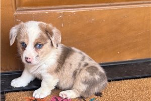 Doogie - Corgi, American for sale