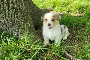 Rama - puppy for sale
