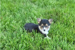 Rancher - puppy for sale
