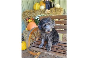 Ginny - Goldendoodle for sale