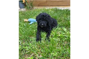 Lucy - Poodle, Standard for sale