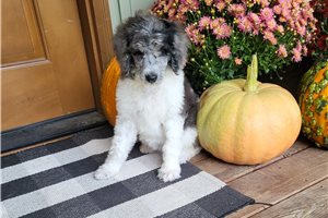 Lillian - Standard Poodle for sale