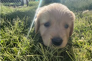 Owen - Golden Retriever for sale