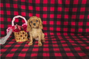 Celine - Cavalier King Charles Spaniel for sale