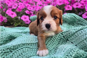 Norris - Cavalier King Charles Spaniel for sale