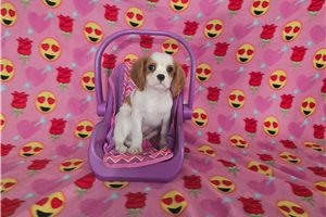 Ashlea - Cavalier King Charles Spaniel for sale