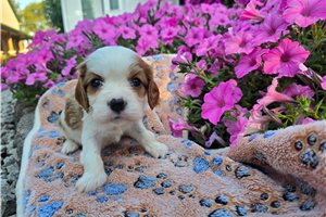 Nuroo - puppy for sale