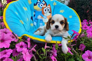 Nuroo - Cavalier King Charles Spaniel for sale