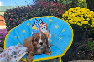 Nathaniel - Cavalier King Charles Spaniel for sale