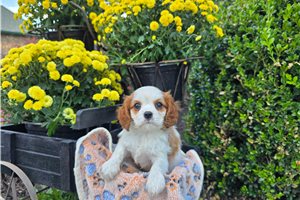Nicolas - Cavalier King Charles Spaniel for sale
