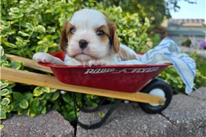 Nicolas - puppy for sale
